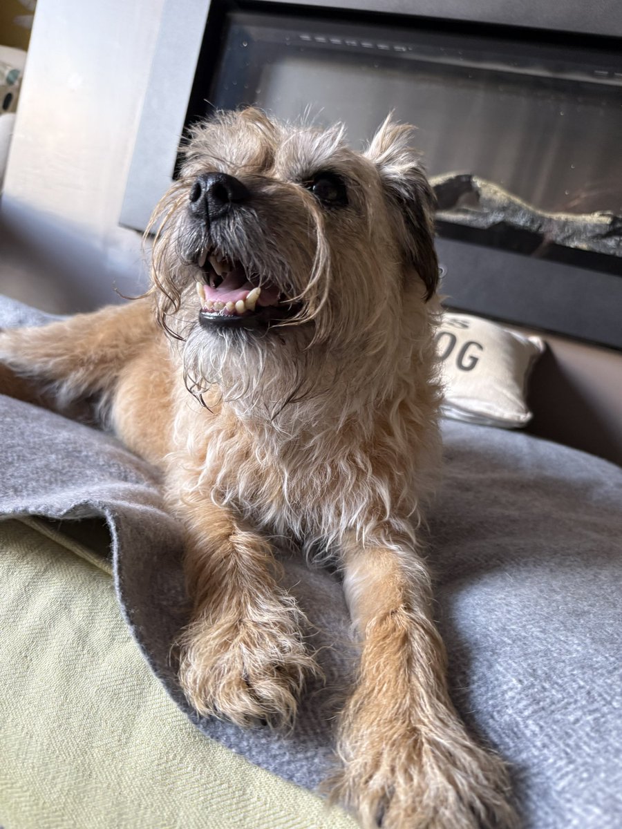 DuncanPickles's tweet image. Home to special mail from pals @Mollycutedog01 😁
What a good #ScrappyBirthday
Thanks everyone for making it a day filled with pals messages and for not letting me feel lonely even for a minute.
I’m lucky to have you all ❤️ #DuncanPickles #dogsofX #btpisse #FridayMotivation