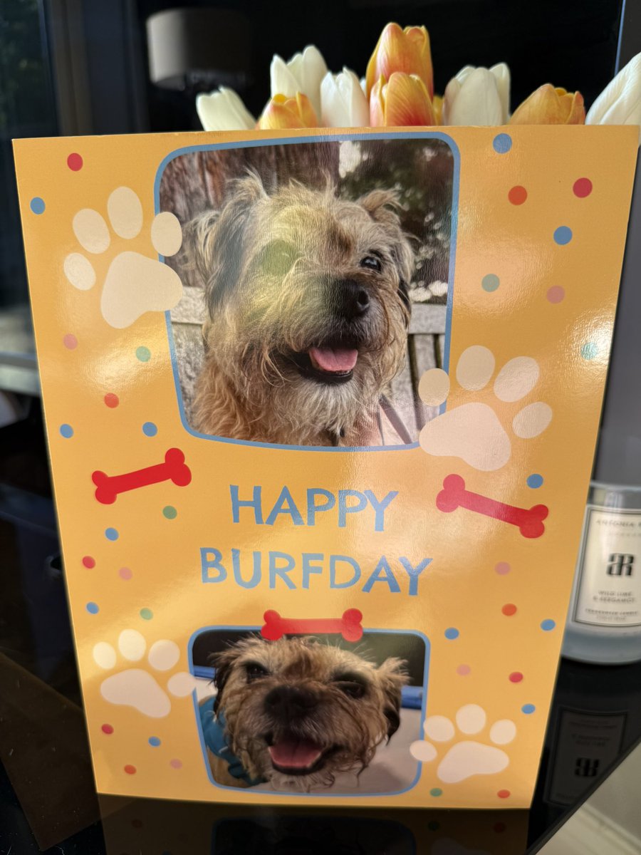 DuncanPickles's tweet image. Home to special mail from pals @Mollycutedog01 😁
What a good #ScrappyBirthday
Thanks everyone for making it a day filled with pals messages and for not letting me feel lonely even for a minute.
I’m lucky to have you all ❤️ #DuncanPickles #dogsofX #btpisse #FridayMotivation