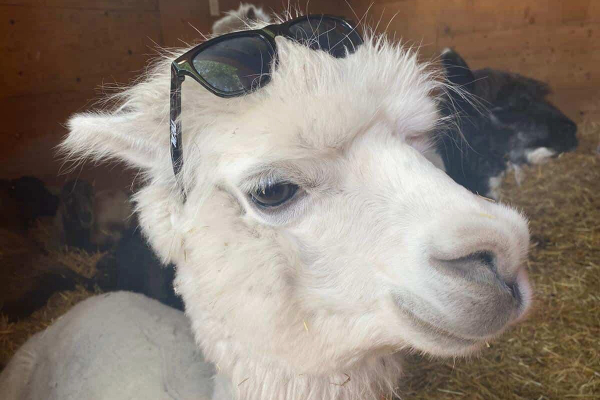 Butterfield Acres tweet media