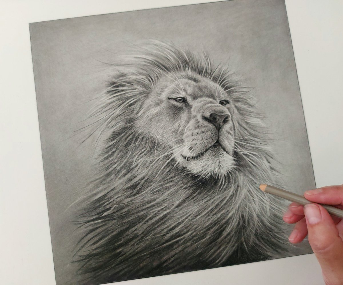 srh_sue's tweet image. Didn't want to get lost in too much detail with this drawing.
Original available if anyone would like more info.
#drawing #art #pencilart #lions