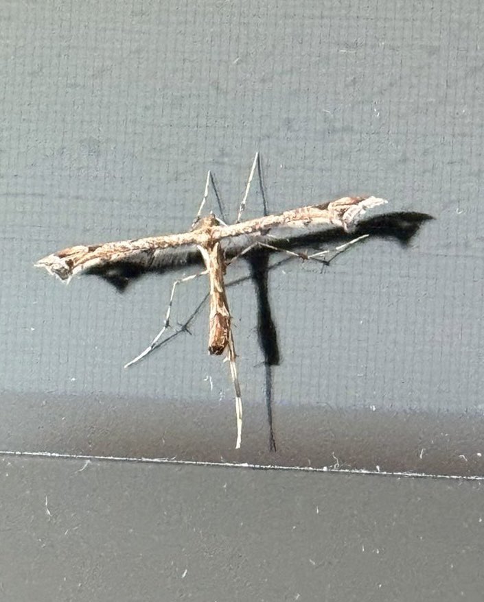 paulmfarrer's tweet image. Any idea what on earth this thing is? Spotted in Stroud