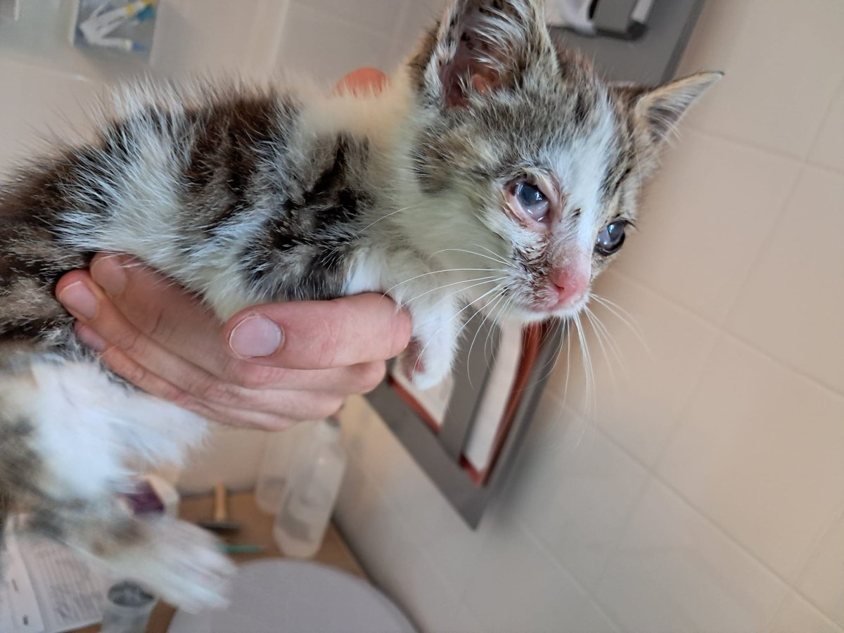 Gevonden kitten, poesje, ziek.

Tormentil Kampen