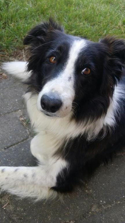 anbacagh's tweet image. Time line cleanse.  Those eyes🥰  Have a lovely and safe weekend.
#timelinecleanse #bordercollie