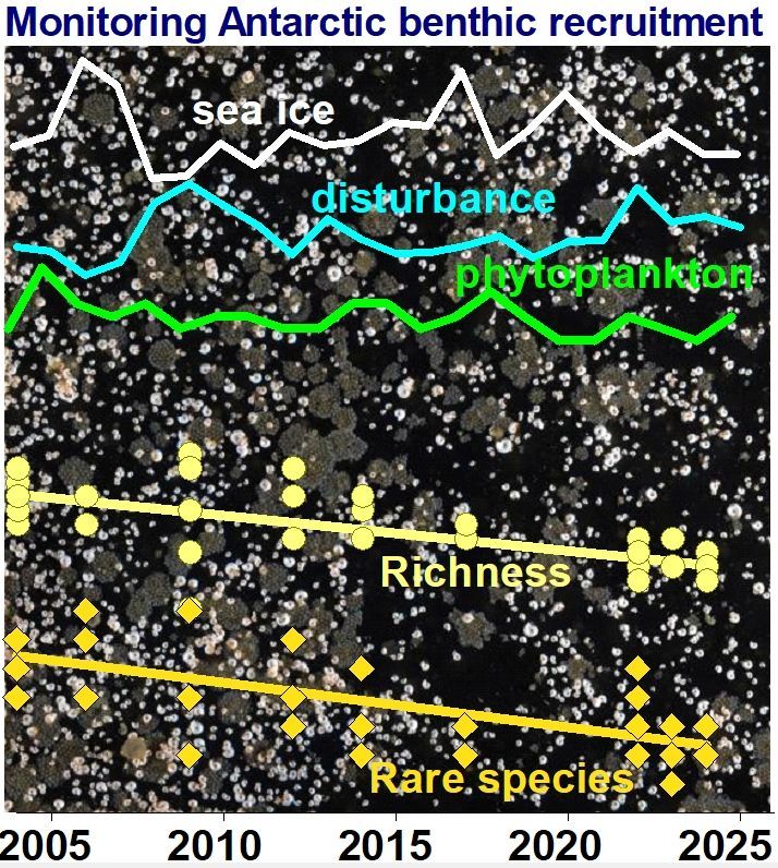 GlobalChangeBio's tweet image. Long Term Marine Biodiversity Monitoring in Coastal Antarctica: Are Fewer Rare Species Recruiting? 

🔗 buff.ly/nSKTx6L