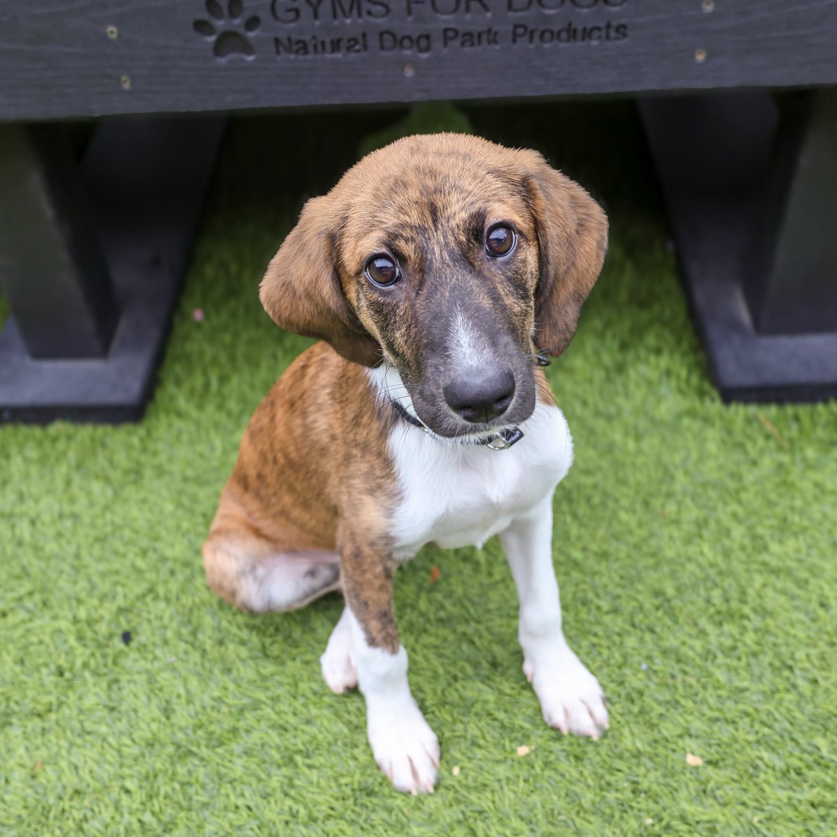 PAWSChicago's tweet image. ADOPTION EVENT: Cabana, Casita, Florentina, and Sara are headed to Rohrman Schaumburg Ford this Saturday in search of loving homes!
Visit pawschicago.org/adopt to meet them all - look for profiles flagged “Adoption Event”
📍815 E Golf Rd, Schaumburg, IL
📆July 26, 12-3pm
