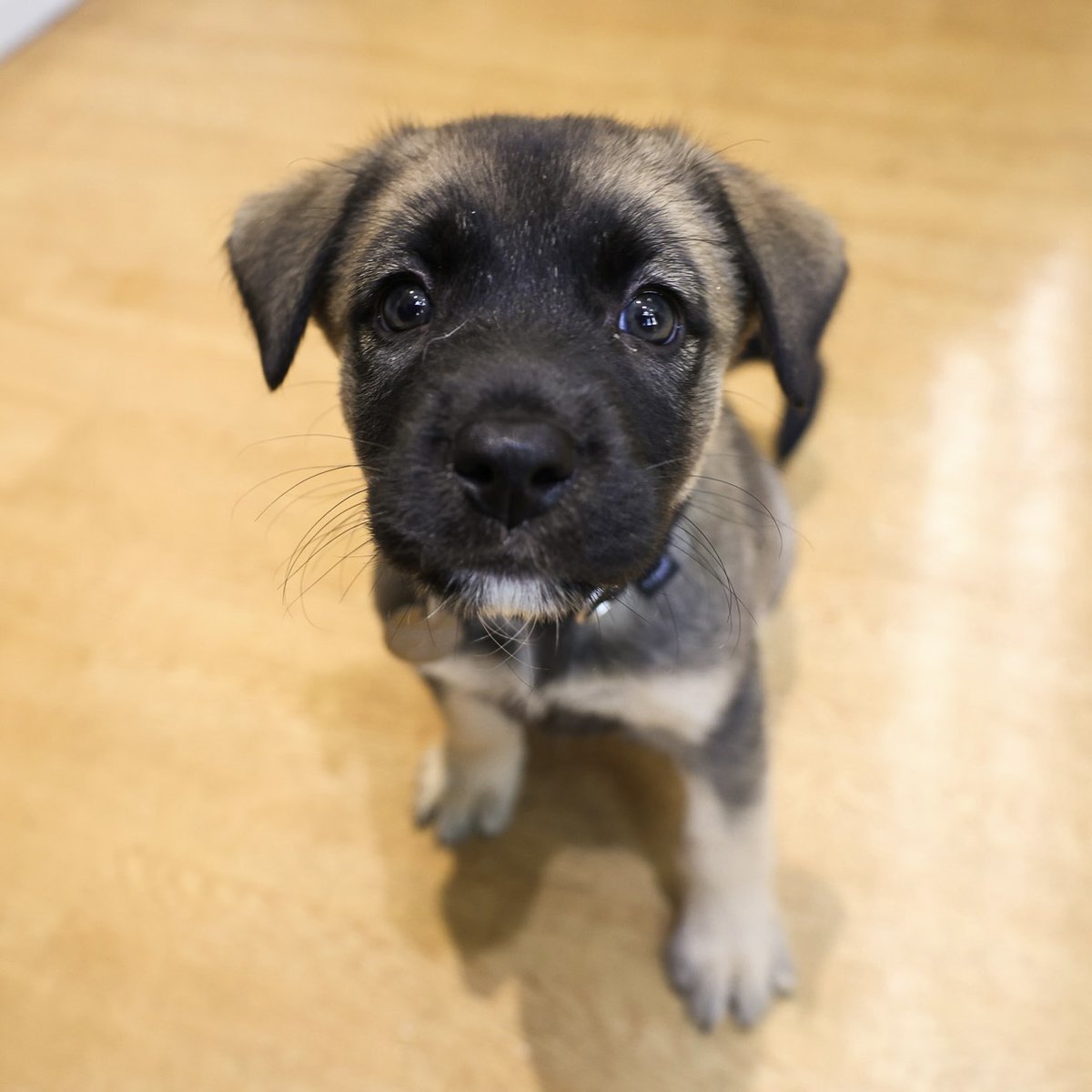 PAWSChicago's tweet image. ADOPTION EVENT: Cabana, Casita, Florentina, and Sara are headed to Rohrman Schaumburg Ford this Saturday in search of loving homes!
Visit pawschicago.org/adopt to meet them all - look for profiles flagged “Adoption Event”
📍815 E Golf Rd, Schaumburg, IL
📆July 26, 12-3pm
