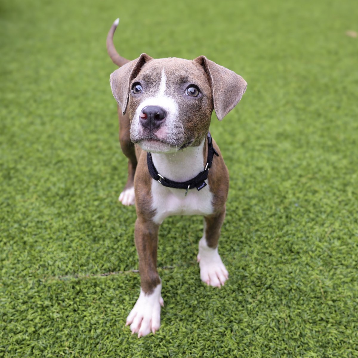 PAWSChicago's tweet image. ADOPTION EVENT: Cabana, Casita, Florentina, and Sara are headed to Rohrman Schaumburg Ford this Saturday in search of loving homes!
Visit pawschicago.org/adopt to meet them all - look for profiles flagged “Adoption Event”
📍815 E Golf Rd, Schaumburg, IL
📆July 26, 12-3pm