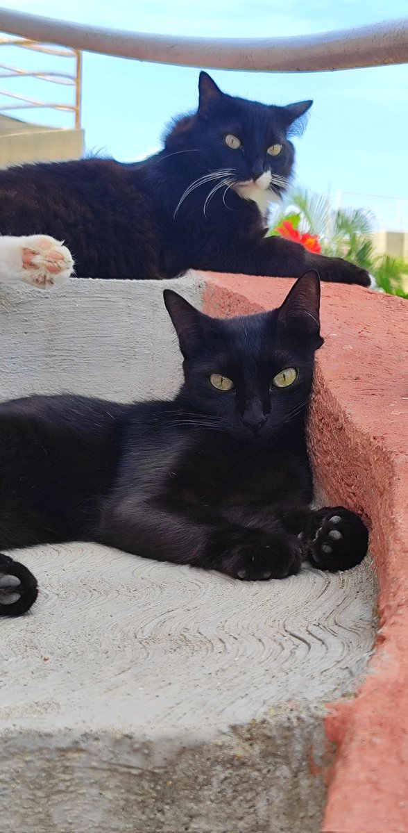 RitsukoZambs's tweet image. Observando sus caras que creen que estén pensando estos 2 ?