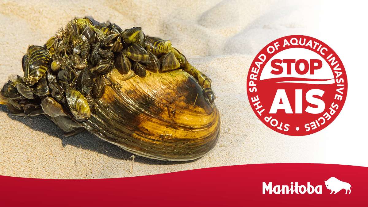 MBGov's tweet image. DYK: Human activity is the largest threat for spreading aquatic invasive species to new water bodies?
Fortunately, the spread of zebra mussels by humans is preventable. Always clean, drain and dry your items when leaving a water body to help #StopAIS. bit.ly/3ZMnXzM