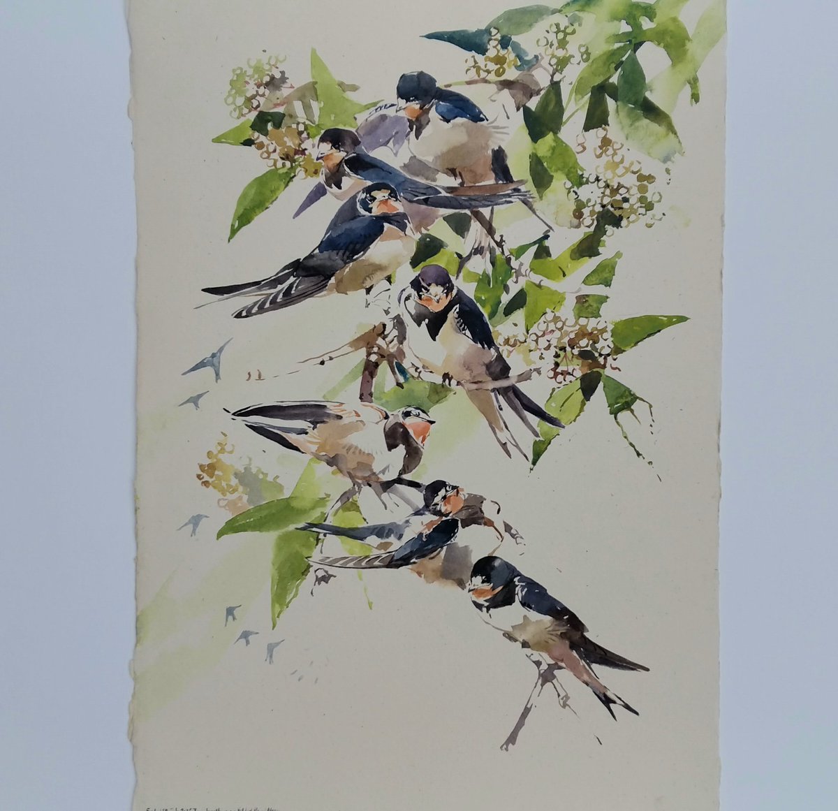 Young Swallows gathering on Elder, resting, preening and a central bird sunbathing! Watercolour, 560 x 380mm.
I am in awe of these young birds, so playful just now, frequent mass taking to the air but muxed with frequent periods of rest and preening, soon on their way South.