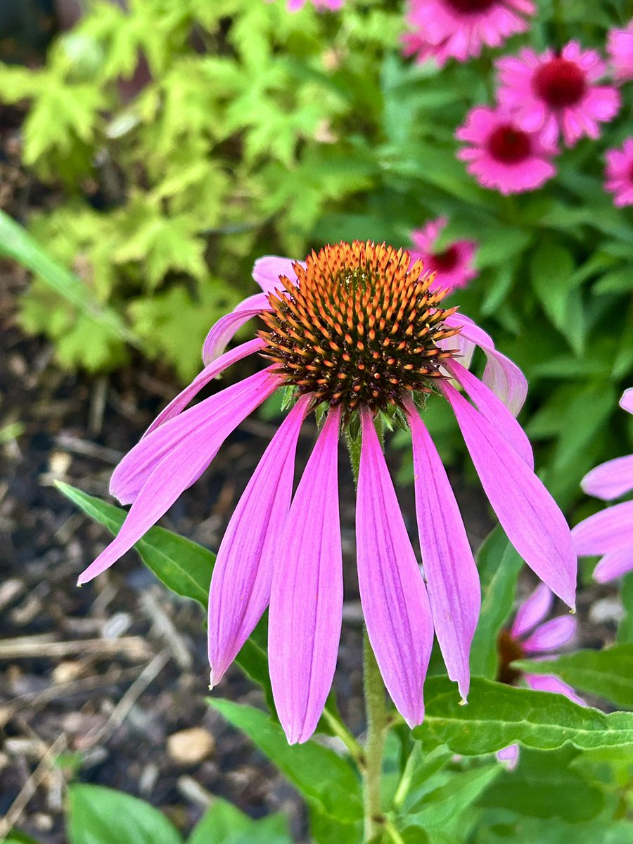 vanessa_c_clark's tweet image. #FlowersOnFriday I hope you all have a great weekend. Our drive down to Devon this afternoon was very busy traffic wise due to it being the first week of school holidays.
