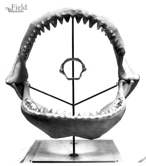 ESCONI's tweet image. Throwback Thursday #275: Field Museum Shark Week! #history #TBT #ThrowbackThursday #sharks #SharkWeek @FieldMuseum
esconi.org/esconi_earth_s…
