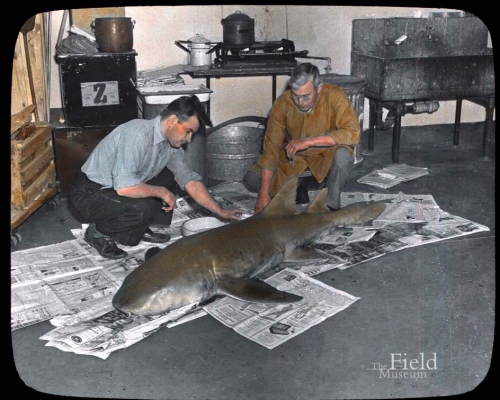 ESCONI's tweet image. Throwback Thursday #275: Field Museum Shark Week! #history #TBT #ThrowbackThursday #sharks #SharkWeek @FieldMuseum
esconi.org/esconi_earth_s…