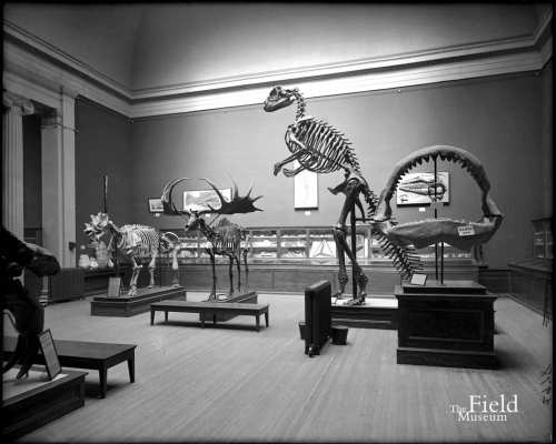 ESCONI's tweet image. Throwback Thursday #275: Field Museum Shark Week! #history #TBT #ThrowbackThursday #sharks #SharkWeek @FieldMuseum
esconi.org/esconi_earth_s…