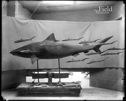 ESCONI's tweet image. Throwback Thursday #275: Field Museum Shark Week! #history #TBT #ThrowbackThursday #sharks #SharkWeek @FieldMuseum
esconi.org/esconi_earth_s…