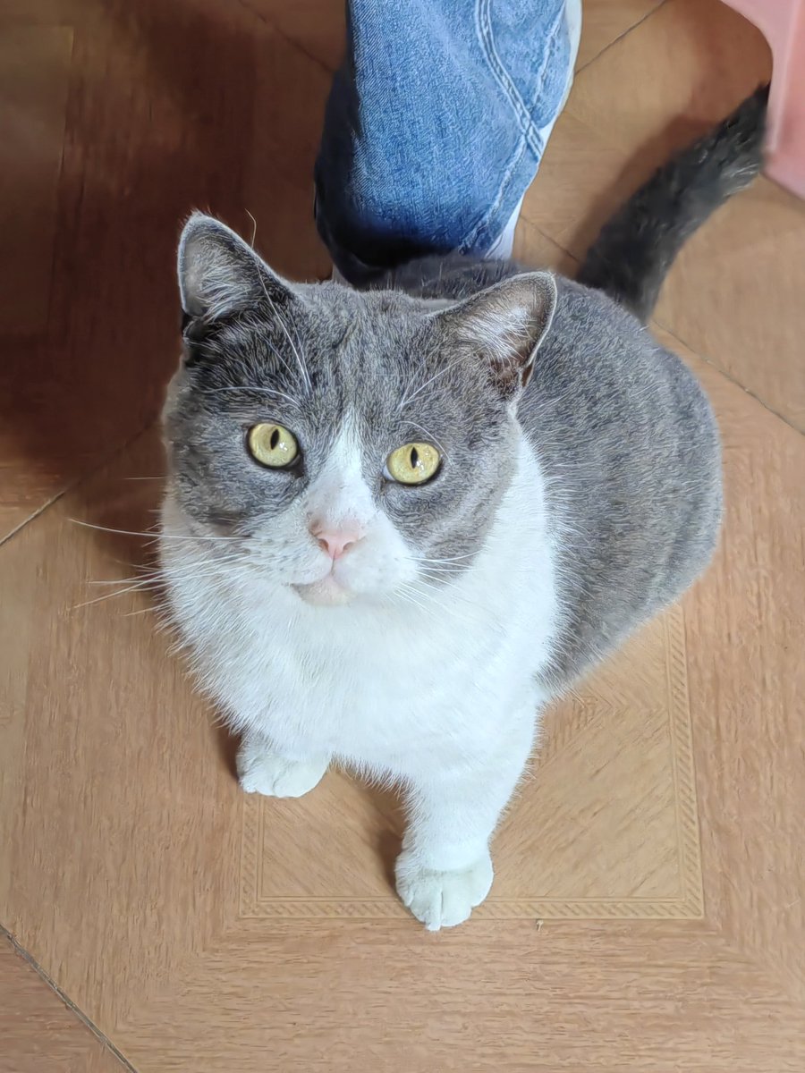 CharrrrrV_'s tweet image. yo i love my cat