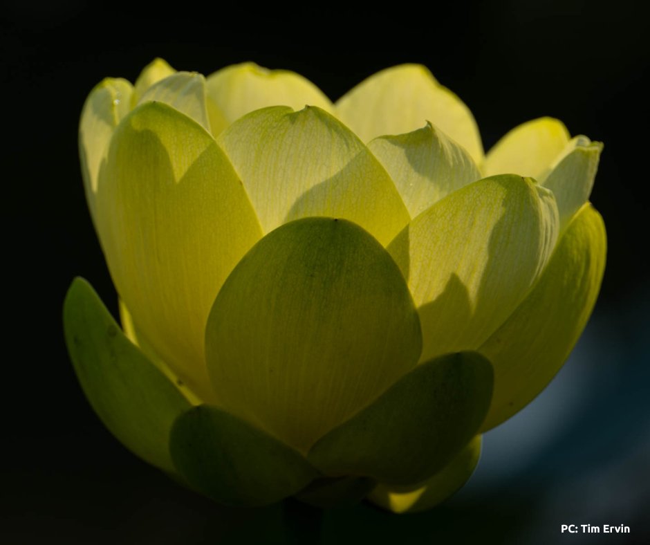EARLY CLOSURES: #KenilworthAquaticGardens will be closing early due to emergency maintenance on the following days: 

7/25- 4p
7/26- 2p*
* Please note, our monthly volunteer event has been cancelled. Please register for our August 23rd event
7/27- 2p

Please plan accordingly!🪷