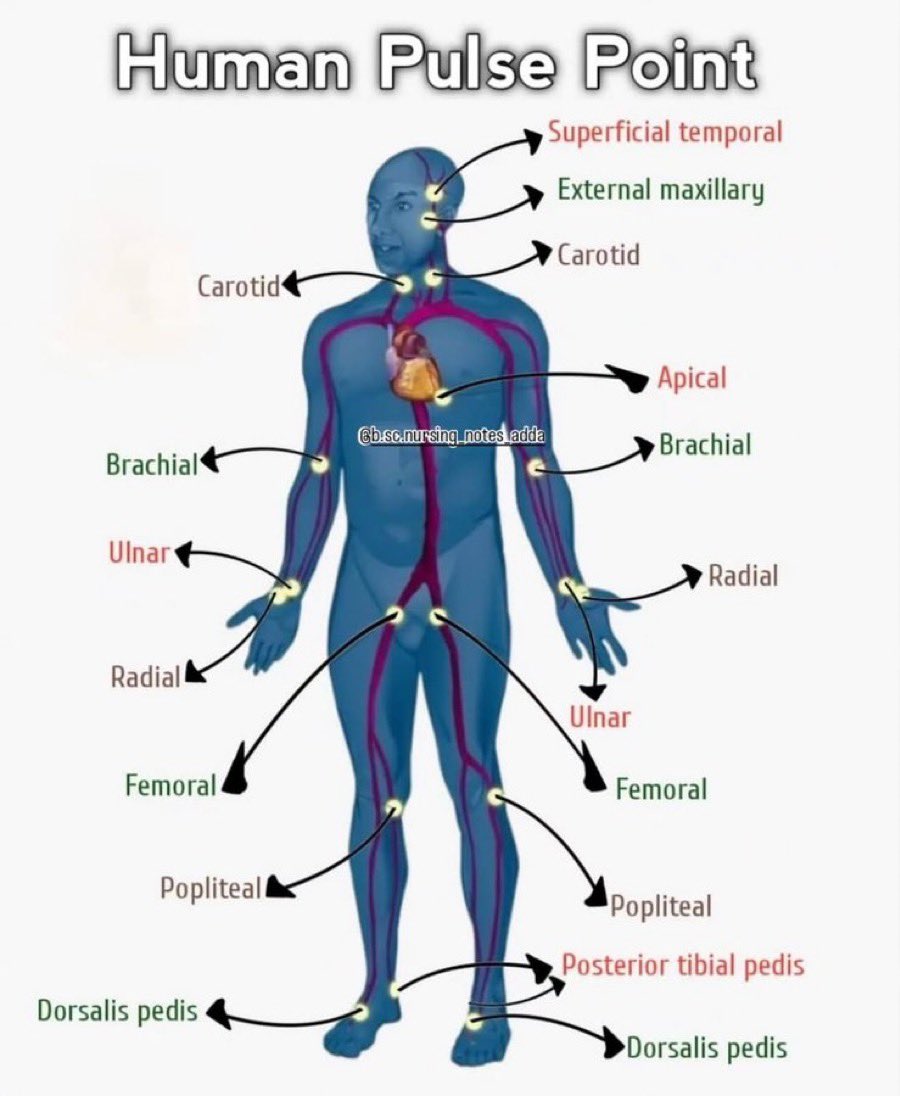 Paul_Wischmeyer's tweet image. Human Pulse Points 💥
#MedEd #MedX #MedTwitter
H/T @Doctors__squad
