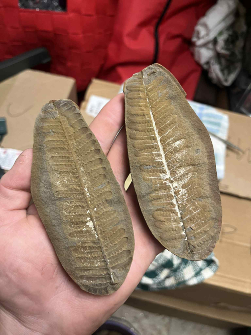 ESCONI's tweet image. Fossil Friday #275: Crenulopteris acadica #fossils #paleontology #FossilFriday #MazonCreek #fern #truefern #paleobotany #pennsylvanian #carboniferous
esconi.org/esconi_earth_s…
