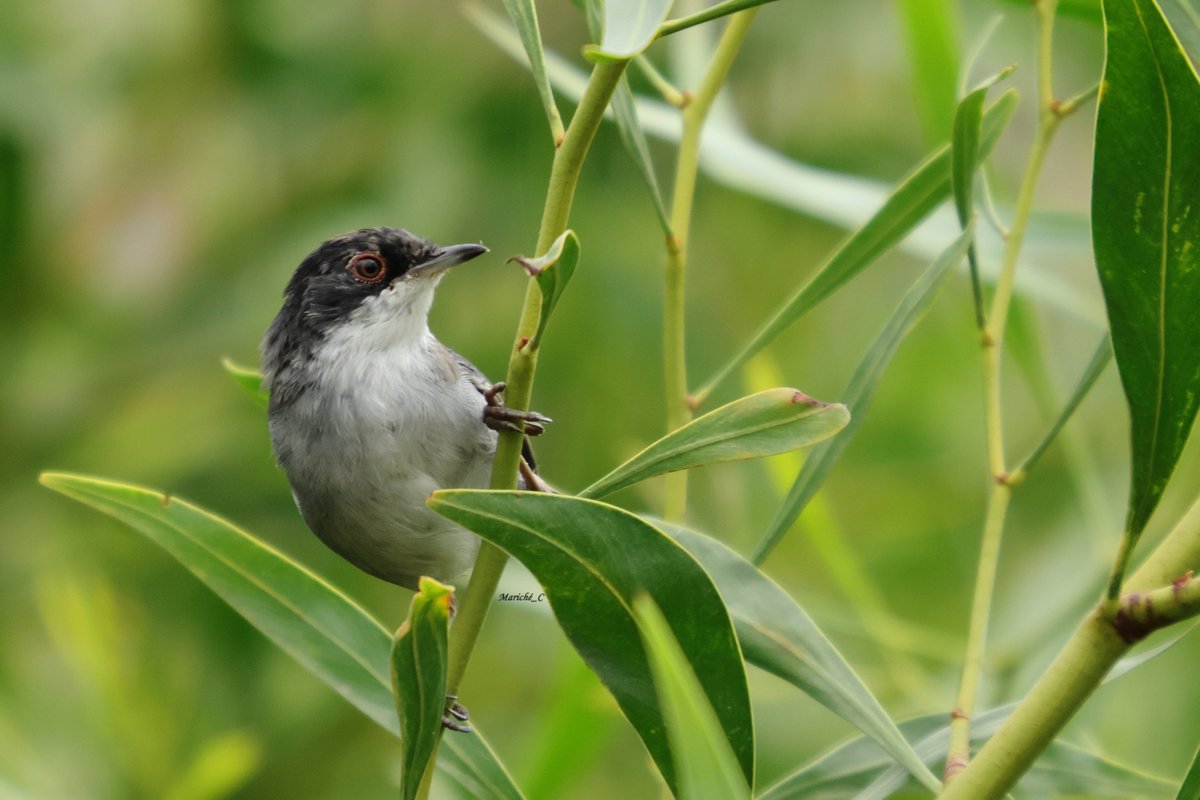 Curruca cabecinegra (Curruca melanocephala)

#curruca #curruca #avescedario #aves #birds #wildlifeonearth #pajaros #canonespaña #fotografia #nature #natgeoespana #wildlifephotography #birds_of_universe #birdlovers #rewilding #women_nat_photo