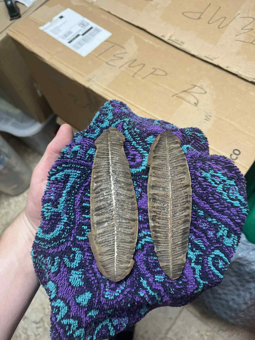 ESCONI's tweet image. Fossil Friday #275: Crenulopteris acadica #fossils #paleontology #FossilFriday #MazonCreek #fern #truefern #paleobotany #pennsylvanian #carboniferous
esconi.org/esconi_earth_s…