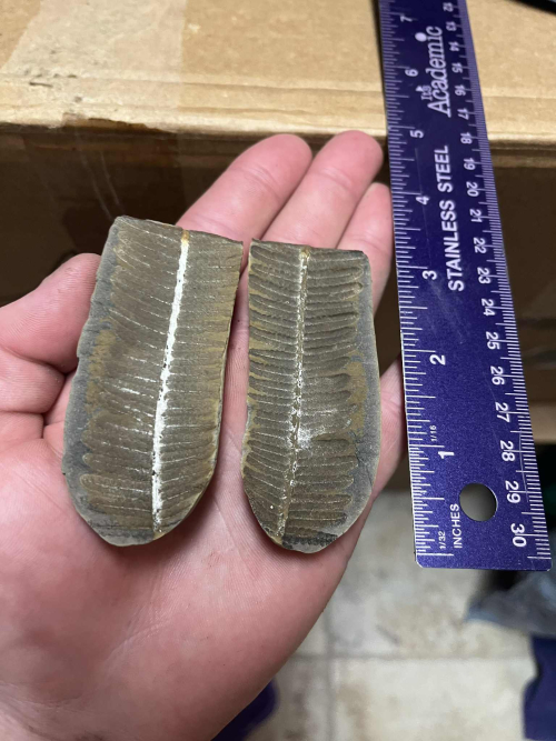 ESCONI's tweet image. Fossil Friday #275: Crenulopteris acadica #fossils #paleontology #FossilFriday #MazonCreek #fern #truefern #paleobotany #pennsylvanian #carboniferous
esconi.org/esconi_earth_s…