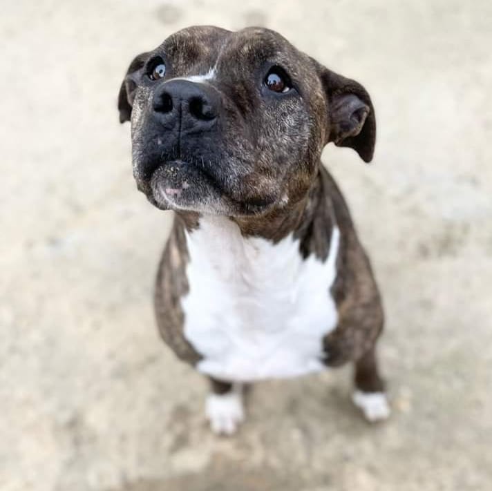 #Sevilla
#FREYJA tiene 8 años y medio y lleva siete con nosotros.

La abandonaron el mismo día de Navidad en una gasolinera.
Estaba desorientada y se acercaba a todo el mundo buscando a su humano.

Es una perrita activa, por tanto, buscamos una familia que pueda darle todo lo que