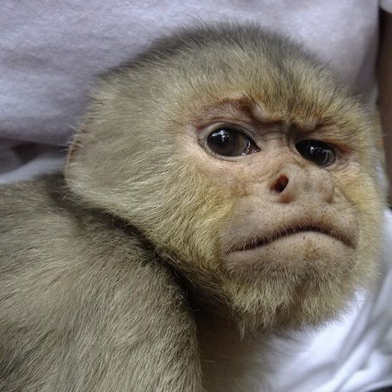 rivers as monkeys (@riversmonkeys) on Twitter photo 