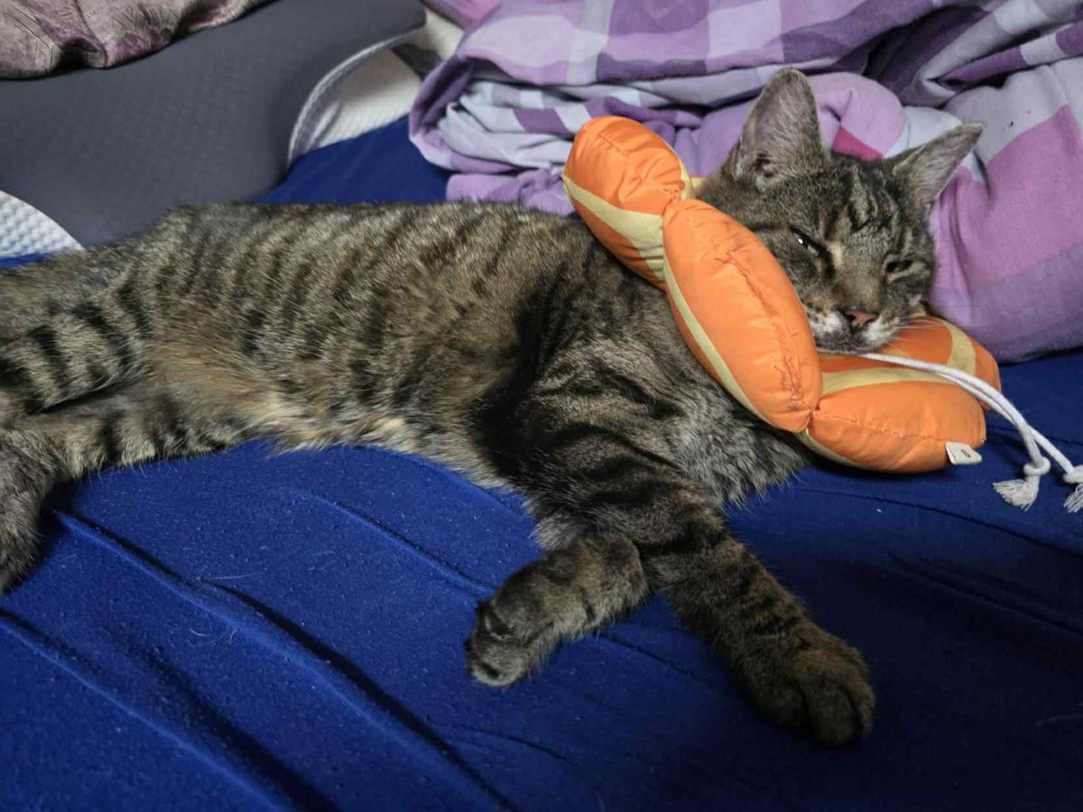 charlubby's tweet image. fanart i did of my colleague’s cat