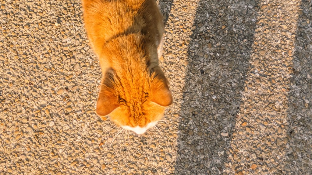 ougioh's tweet image. 莽a ft 1 semaine je marche y a un chat du quartier qu'est devenu mon gars s没r qd il me voit il court me saluer