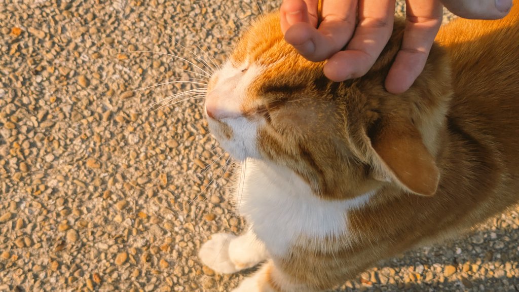 ougioh's tweet image. 莽a ft 1 semaine je marche y a un chat du quartier qu'est devenu mon gars s没r qd il me voit il court me saluer