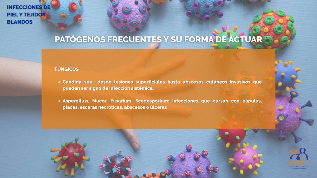 fneth_org's tweet image. 🦠 Las infecciones en verano pueden ser muy peligrosas, sobre todo para personas enfermas o trasplantadas hepáticas
👉 A lo largo del verano os traeremos distintos posts para tener un mayor conocimiento sobre estas infecciones
❗Conozcamos las de piel y tejidos blandos