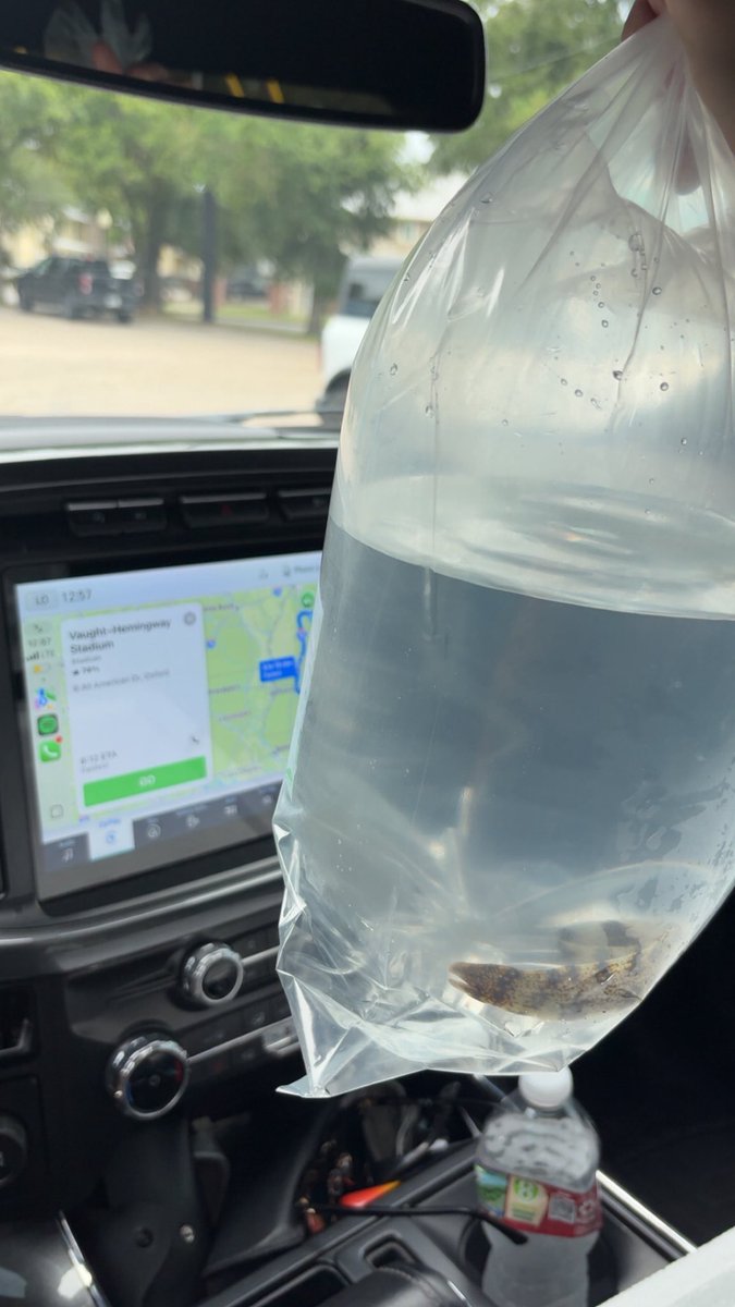 RickyBo00317410's tweet image. Eels going on a road trip back to Oxford

#LANK
