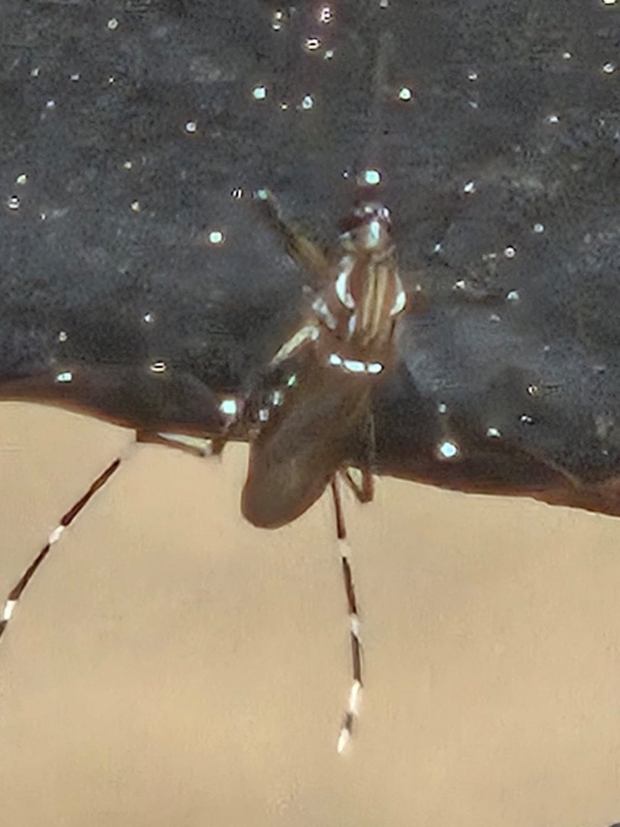 CICsal's tweet image. *INSPECTOR* Ciudadano(a) reporta Dengue señala que han visto moscos de dengue en Calle Dalia 1031, C.P. 25297, Entre Calle Paseo Lirios y Calle Paseo Violetas, privada Tulipanes IV Sector #Saltillo @SaltilloGob
crm.ccic.org.mx/seguimiento/?f…