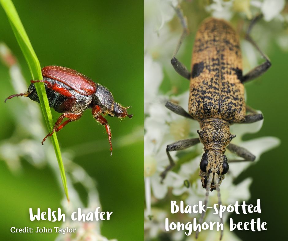 WorcsWT's tweet image. Beautiful beetles! 😍
The Worcestershire Recorders & North Worcestershire Flora Group surveyed #TheKnappandPapermill nature reserve in June and recorded 274 species in one day, including these little stunners. A brilliant effort from all involved and a big thanks to John Taylor…