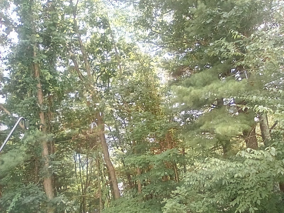 HopeBarbaraAnne's tweet image. Hard to see through the trees but the sky is starting to look a bit ominous behind the trees. Thunder in the distance. 89 °F