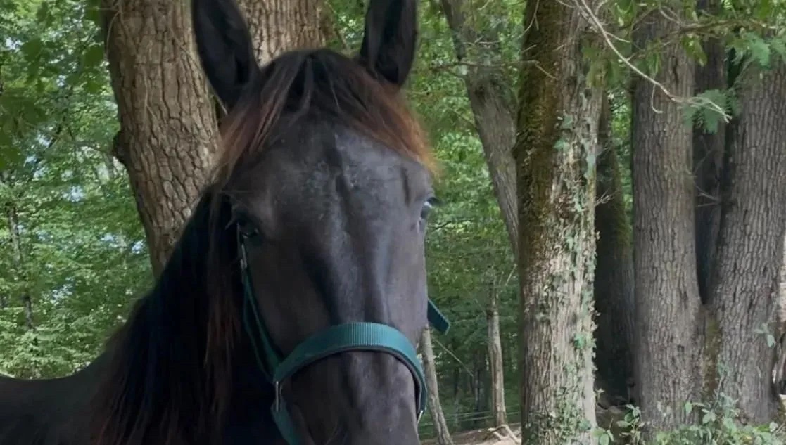 LFPCheval (@lfpcheval) on Twitter photo 🤩 Comme les bonnes nouvelles sont assez rares, en voici une !!!
Tonio, le cheval disparu depuis dix jours en Dordogne, a été retrouvé vivant
ow.ly/RhQy50Wv7Yl 🤩 Comme les bonnes nouvelles sont assez rares, en voici une !!!
Tonio, le cheval disparu depuis dix jours en Dordogne, a été retrouvé vivant
ow.ly/RhQy50Wv7Yl