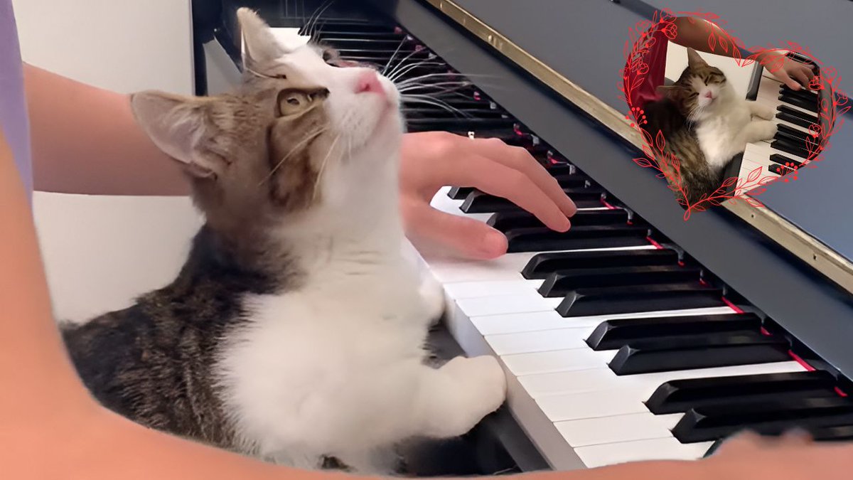 catsnkittys's tweet image. Science says cats hate human music… but Zlatko never got the memo! 🎹
This rescued kitten DEMANDS daily piano concerts—and his reaction is priceless 🤗
Click to see the tiny maestro in action 👉 buff.ly/TUKJFXb
#CatLover #PianoCat #RescueCat #MusicalCats #CatVideo…