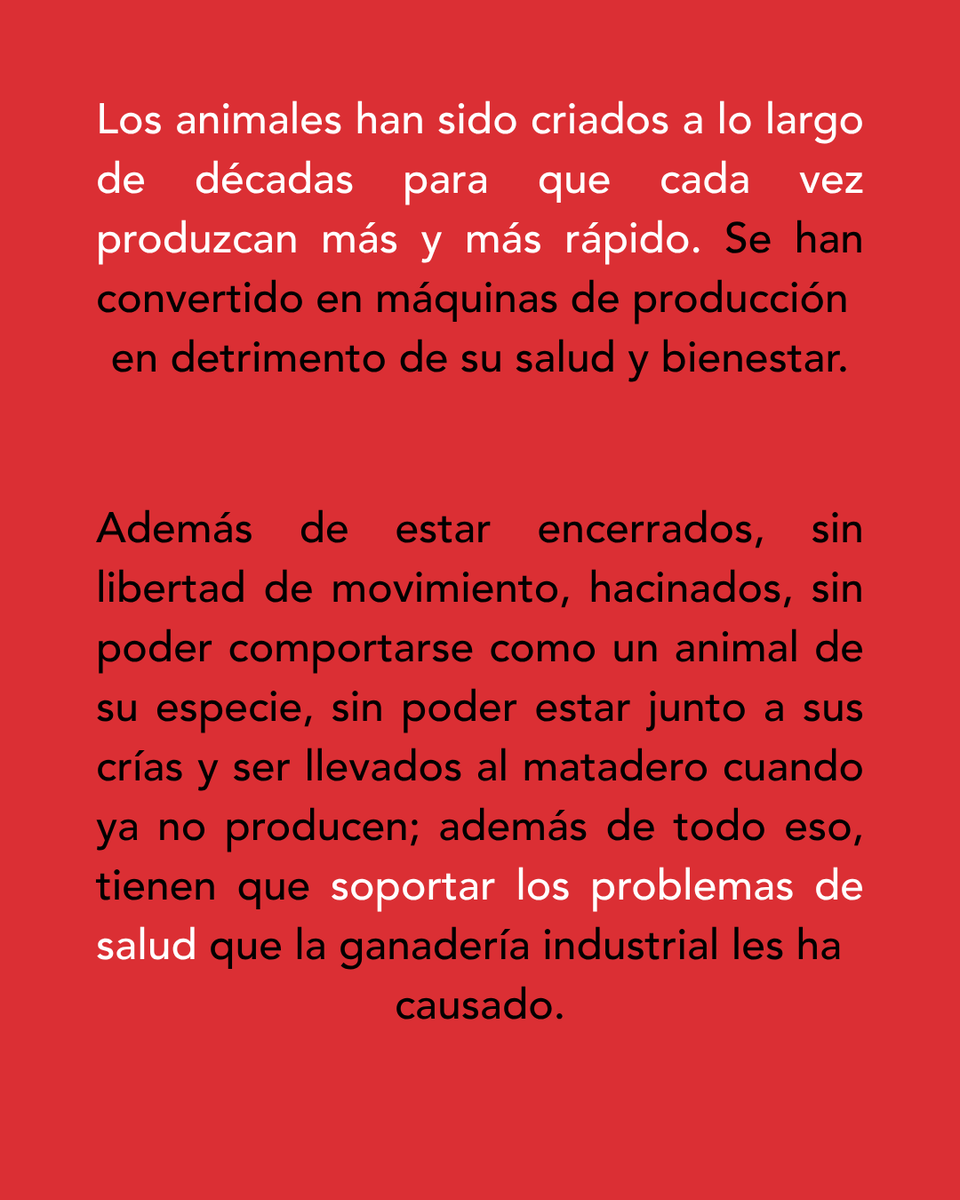 💊 ENFERMADOS PARA PRODUCIR: CUANDO LA GANANCIA VALE MÁS QUE LA VIDA.

👉 Los animales han sido criados a lo largo de décadas para producir cada vez más y más rápido. Además del encierro o hacinamiento, deben soportar problemas de salud que la ganadería industrial les ha causado.