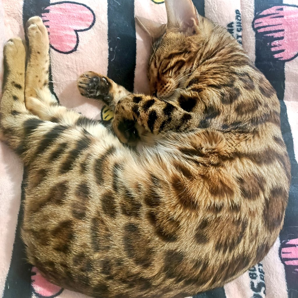 Azzurra77777's tweet image. Io comunque sono follemente innamorata di questa cuoricina qua❤️