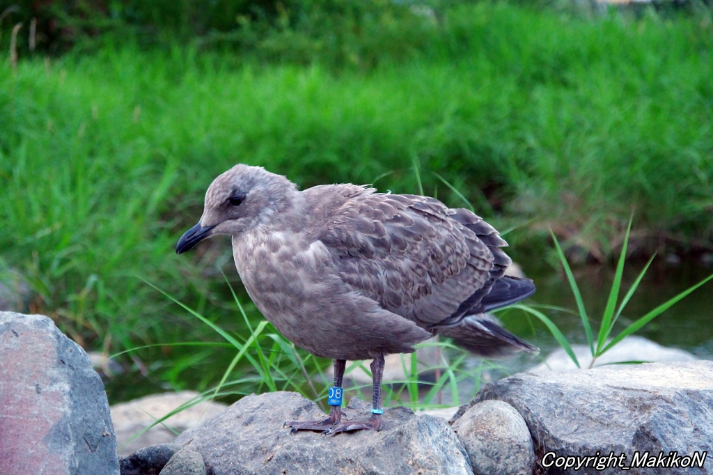 crow_research's tweet image. 昨日のレスキューはオオセグロカモメの巣立ち雛。
ちょっと早いけど川へデビューだよ。