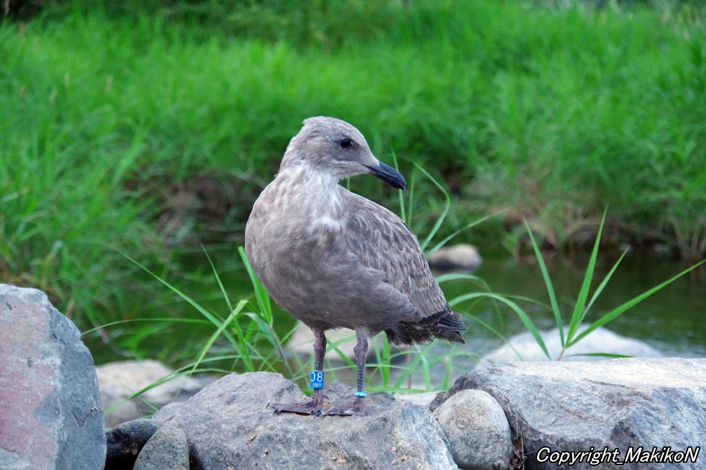 crow_research's tweet image. 昨日のレスキューはオオセグロカモメの巣立ち雛。
ちょっと早いけど川へデビューだよ。