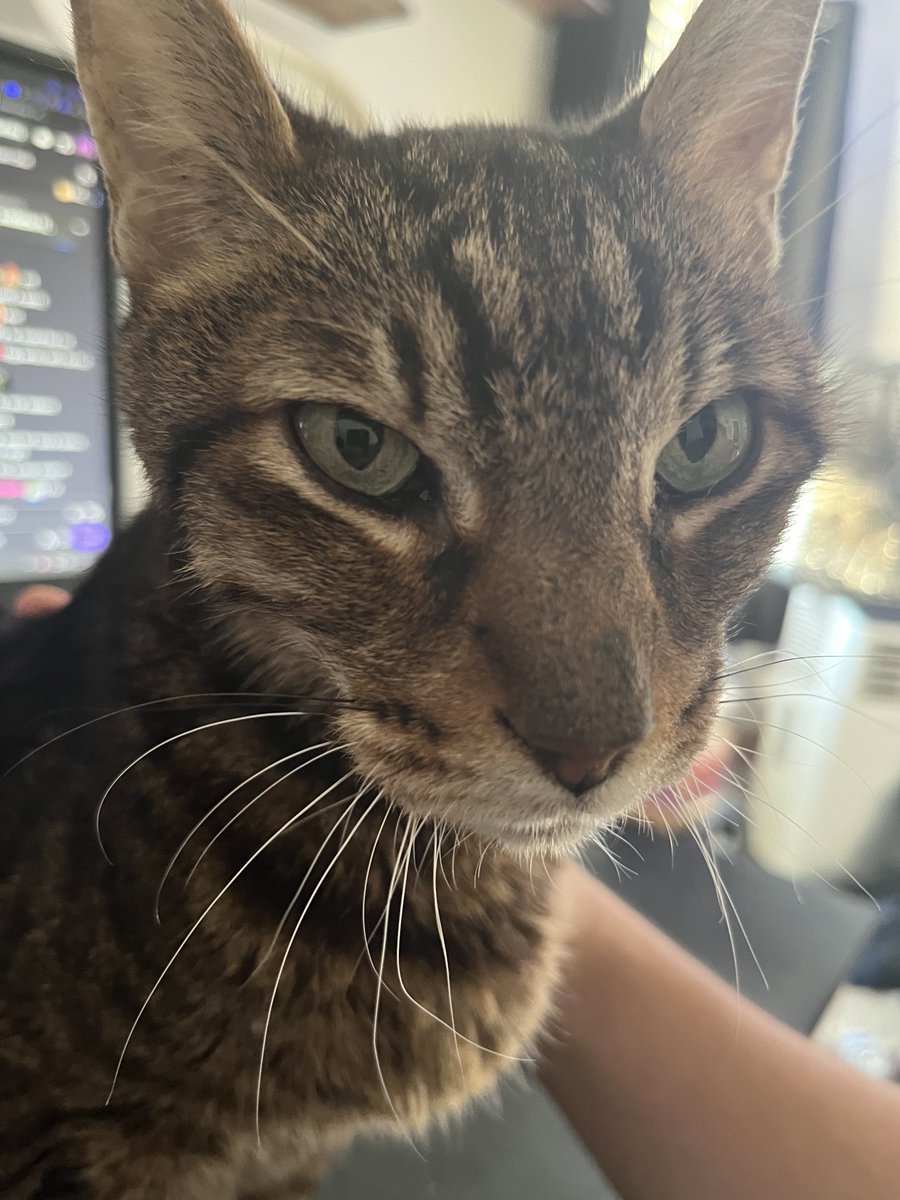 LyqwidMetyl's tweet image. 2012-2025 we say good to Simba rip to my fucking OG Domer Homie coolest cat on the planet