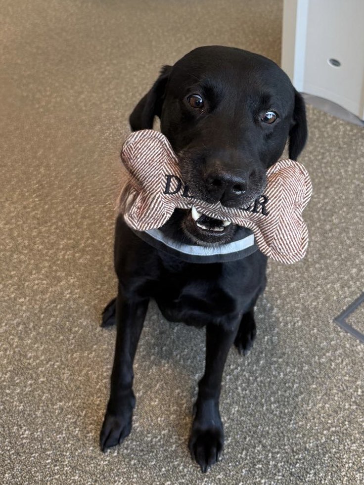 PD’s Dexter & Mika - MPS Welfare & Trauma Dogs (@pd_dexterwbdog) on Twitter photo Dex was <a href="/ukhomeoffice/">Home Office</a> today helping me to deliver a workshop to one of their teams .
It was about stress & stress management , no PowerPoint , we used some props to teach the group about the “ the stress bucket “
Really good engagement from the team and i am glad to hear that it Dex was <a href="/ukhomeoffice/">Home Office</a> today helping me to deliver a workshop to one of their teams .
It was about stress & stress management , no PowerPoint , we used some props to teach the group about the “ the stress bucket “
Really good engagement from the team and i am glad to hear that it