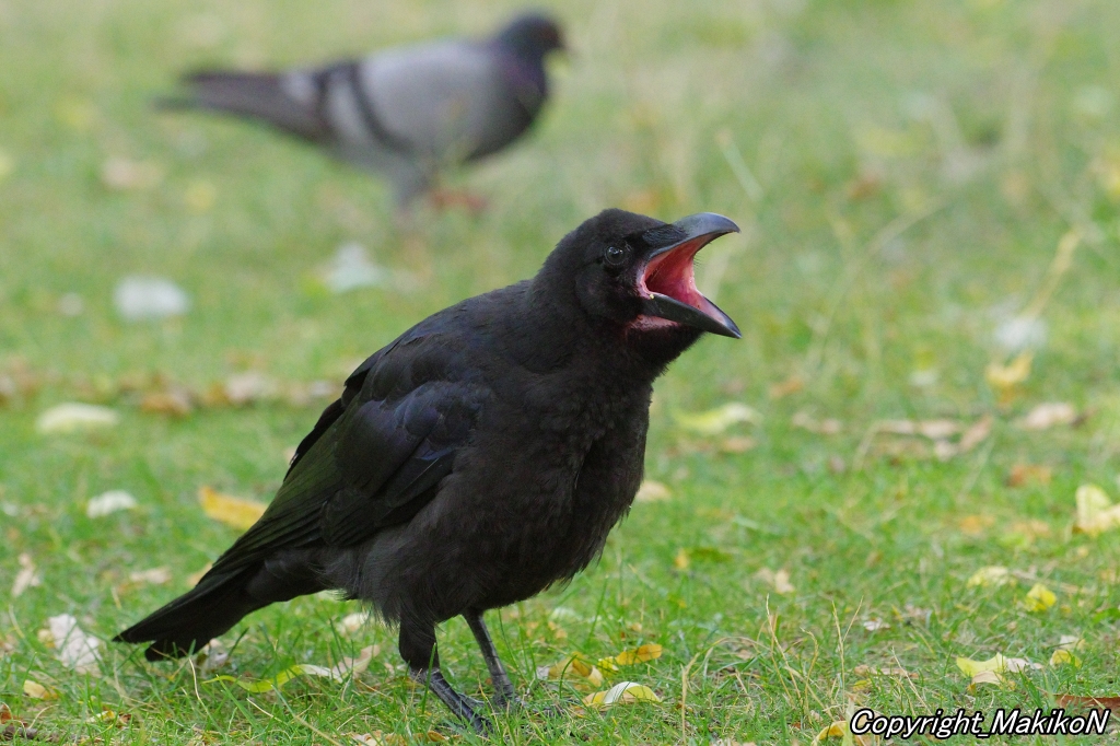 crow_research's tweet image. おねだり怪獣登場。