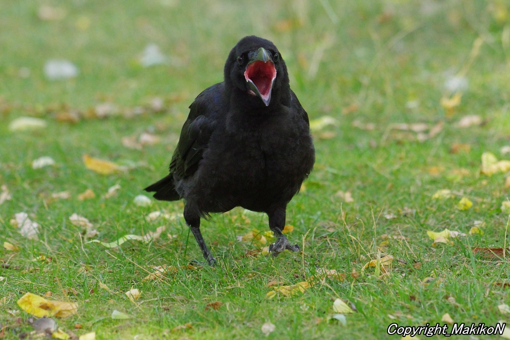 crow_research's tweet image. おねだり怪獣登場。