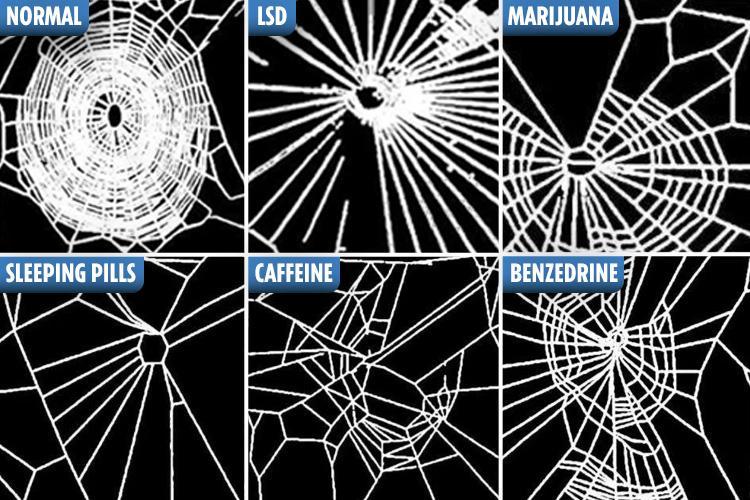 This is a Spider's brain on drugs [insert pan frying eggs]
for coffee drinkers take a look at bottom middle pic?!😯