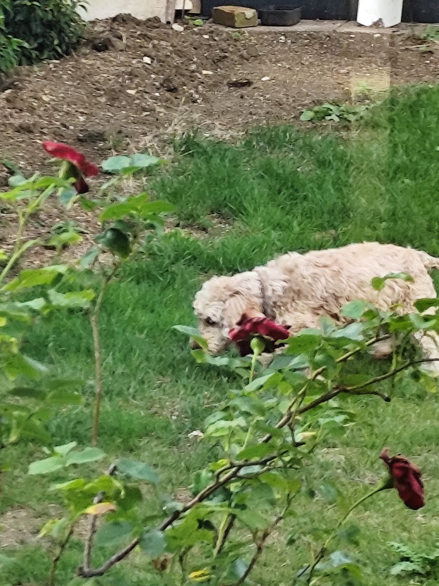 chris_thinks's tweet image. Lunch was cut short due to Bonnie stealing the loaf of bread and eating it in the garden