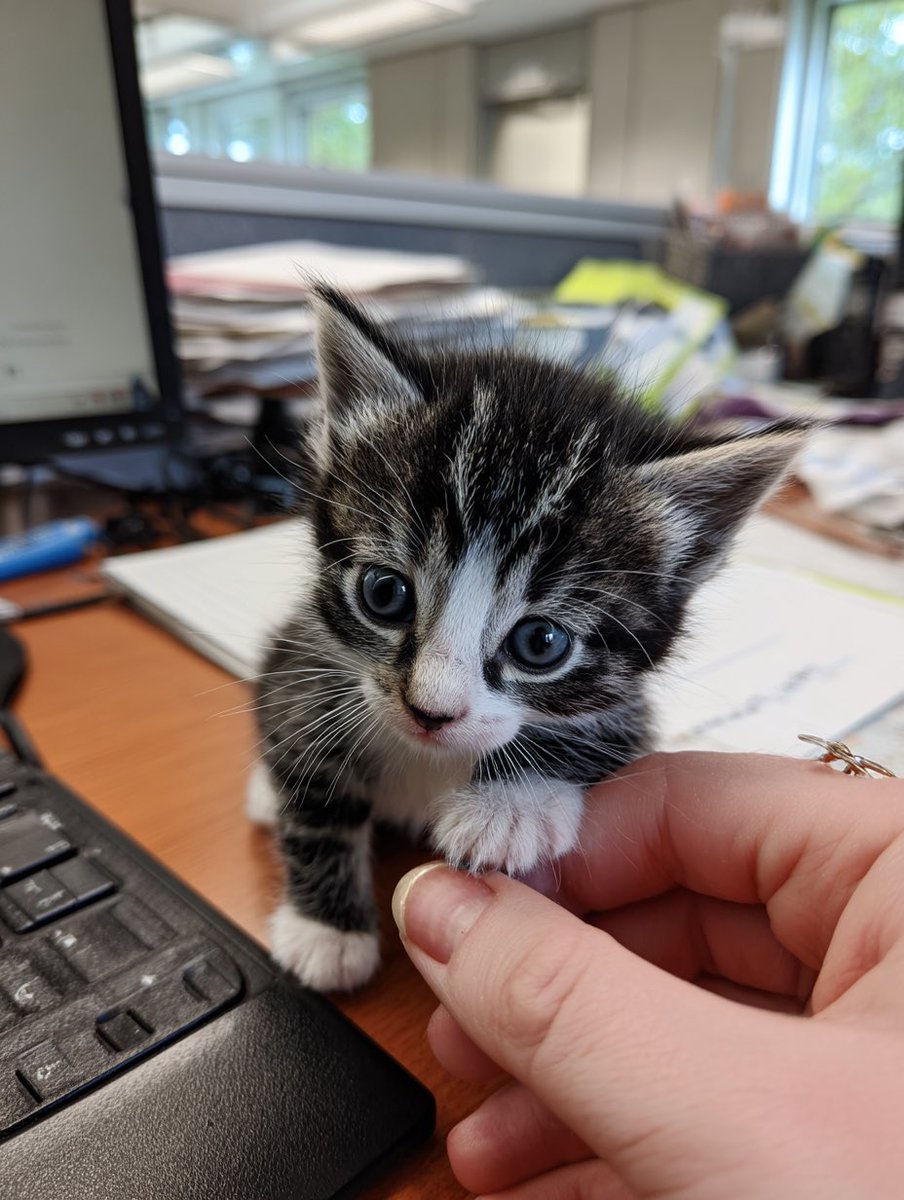 Jinx_loves_cats's tweet image. Good day for a manicure. 💅