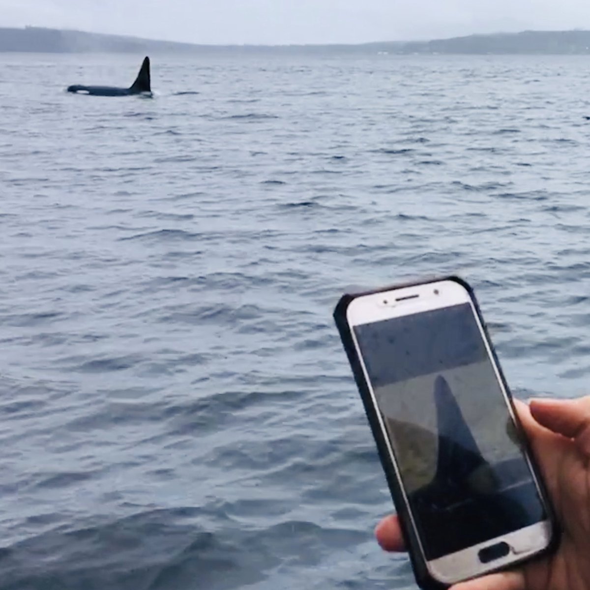 The NRKW ID app version 2.0 is now live! Recent populations updates include 20 newly documented calves, 8 missing individuals and 4 deceased individuals and updated ID photos all around. Download it free from the App Store or Google Play.